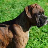 Magnifique chiot boxer bringé