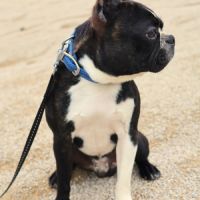 Boston terrier adulte #2