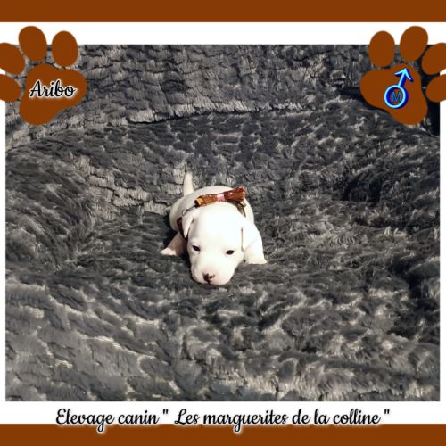 Chiots jack russell terrier à réserver #2