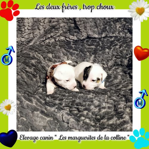 Chiots jack russell terrier à réserver