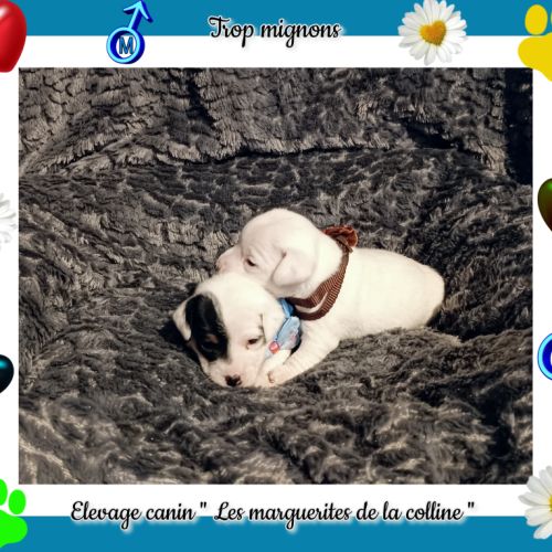 Chiots jack russell terrier à réserver #5