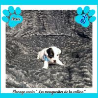 Chiots jack russell terrier à réserver #3