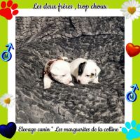 Chiots jack russell terrier à réserver