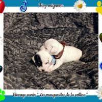 Chiots jack russell terrier à réserver #5