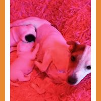 Chiots jack russell terrier à réserver #6