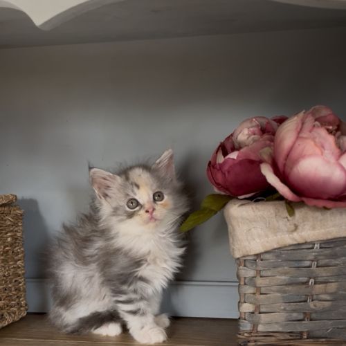 Chatons maine coon à réserver