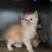 Chatons maine coon à réserver