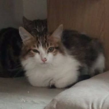 Chat denver à l adoption