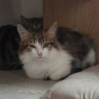 Chat denver à l adoption