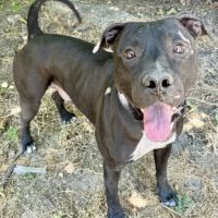 Chien aristote à l adoption