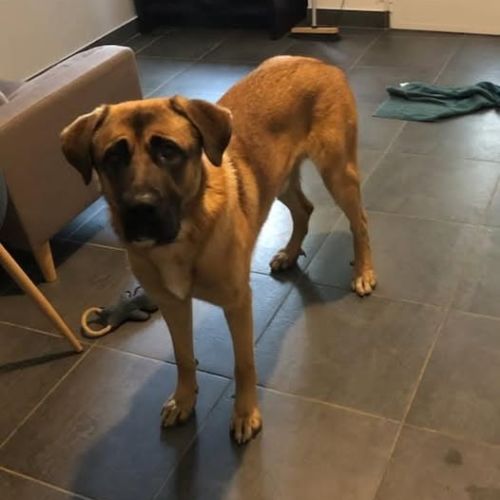 Chien aston à l adoption