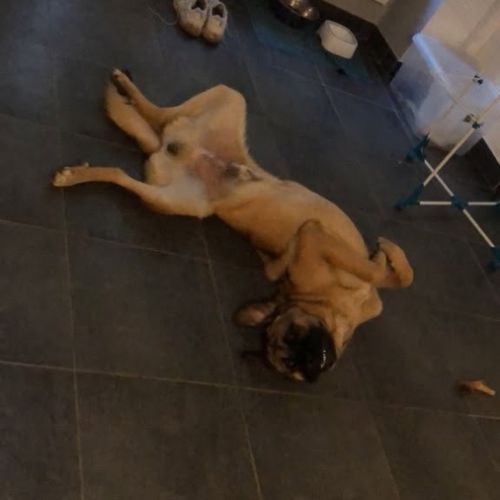 Chien aston à l adoption #3