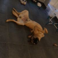 Chien aston à l adoption #3