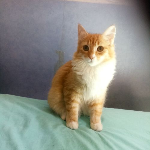 Phoebios et zou, duo à l'adoption #2