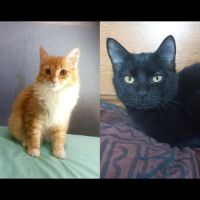 Phoebios et zou, duo à l'adoption #0