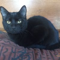 Phoebios et zou, duo à l'adoption #3