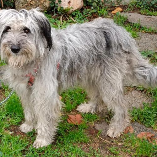 À donner chienne de berger pleine d’énergie #0