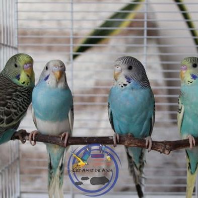 Perruches ondulées de couleur