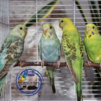 Perruches ondulées de couleur #1