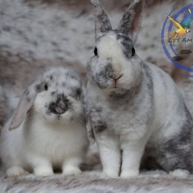 Bébés bélier nain et mini lop #3