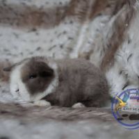 Bébés bélier nain et mini lop