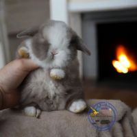 Bébés bélier nain et mini lop #2