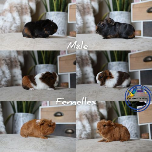 Bébés cochons d'inde