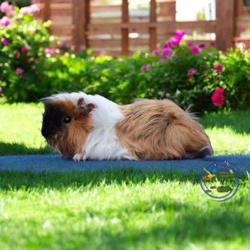 Bébés cochons d'inde #2