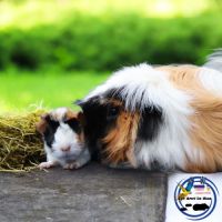 Bébés cochons d'inde #3