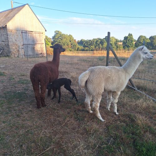 Vend alpaga 6 mois #2