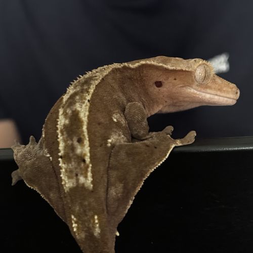 Terrarium avec gecko à crête