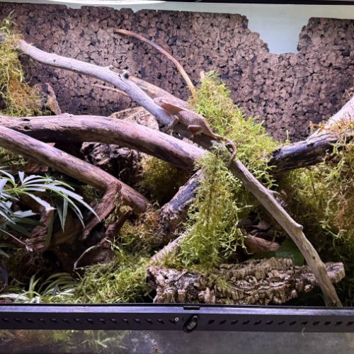 Terrarium avec gecko à crête #2