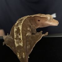 Terrarium avec gecko à crête #0