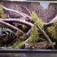 Terrarium avec gecko à crête #2