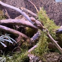 Terrarium avec gecko à crête #3