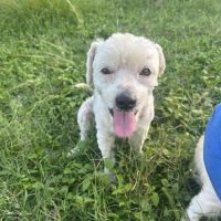 Chabin notre boule d'amour #0