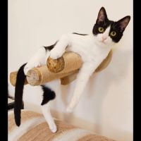 Noomi, adorable minette à l'adoption