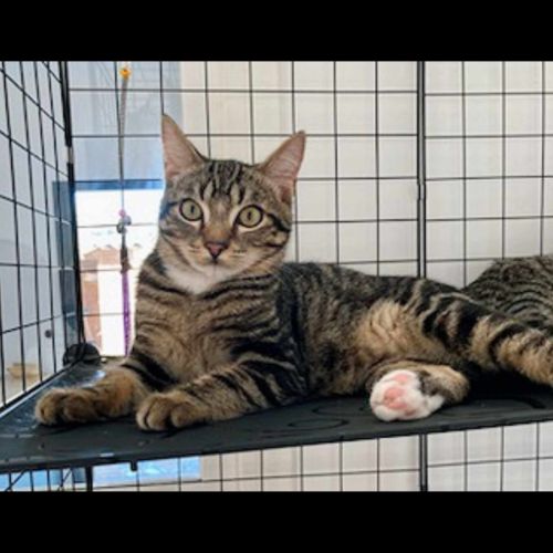 Anatole, adorable chaton à l'adoption #3