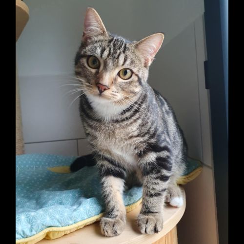 Anatole, adorable chaton à l'adoption