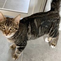 Anatole, adorable chaton à l'adoption #1