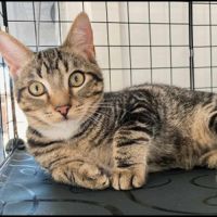 Anatole, adorable chaton à l'adoption #0