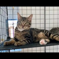 Anatole, adorable chaton à l'adoption #3