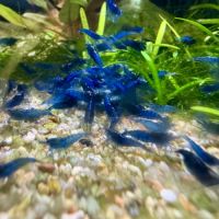 Crevettes blue velvet