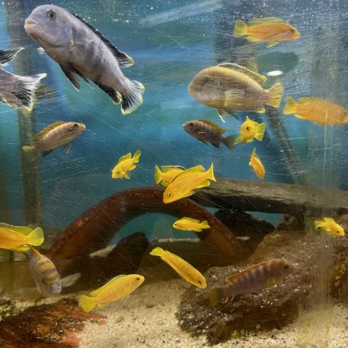 Labidochromis variés #1