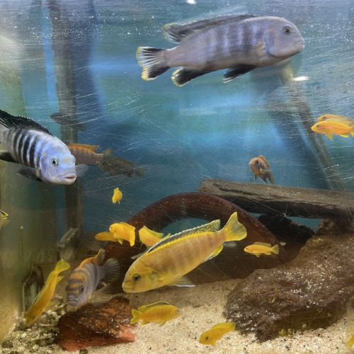 Labidochromis variés