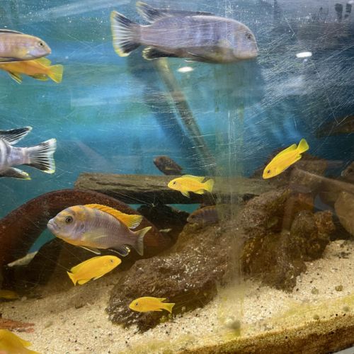 Labidochromis variés #4