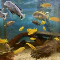 Labidochromis variés #1