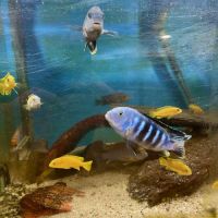 Labidochromis variés #3
