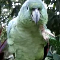 Recherche mealy xxl ( big sous chasse+pestcrops ) #2