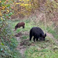 Recherche mealy xxl ( big sous chasse+pestcrops ) #4